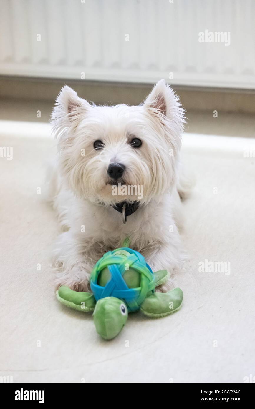 toy westie