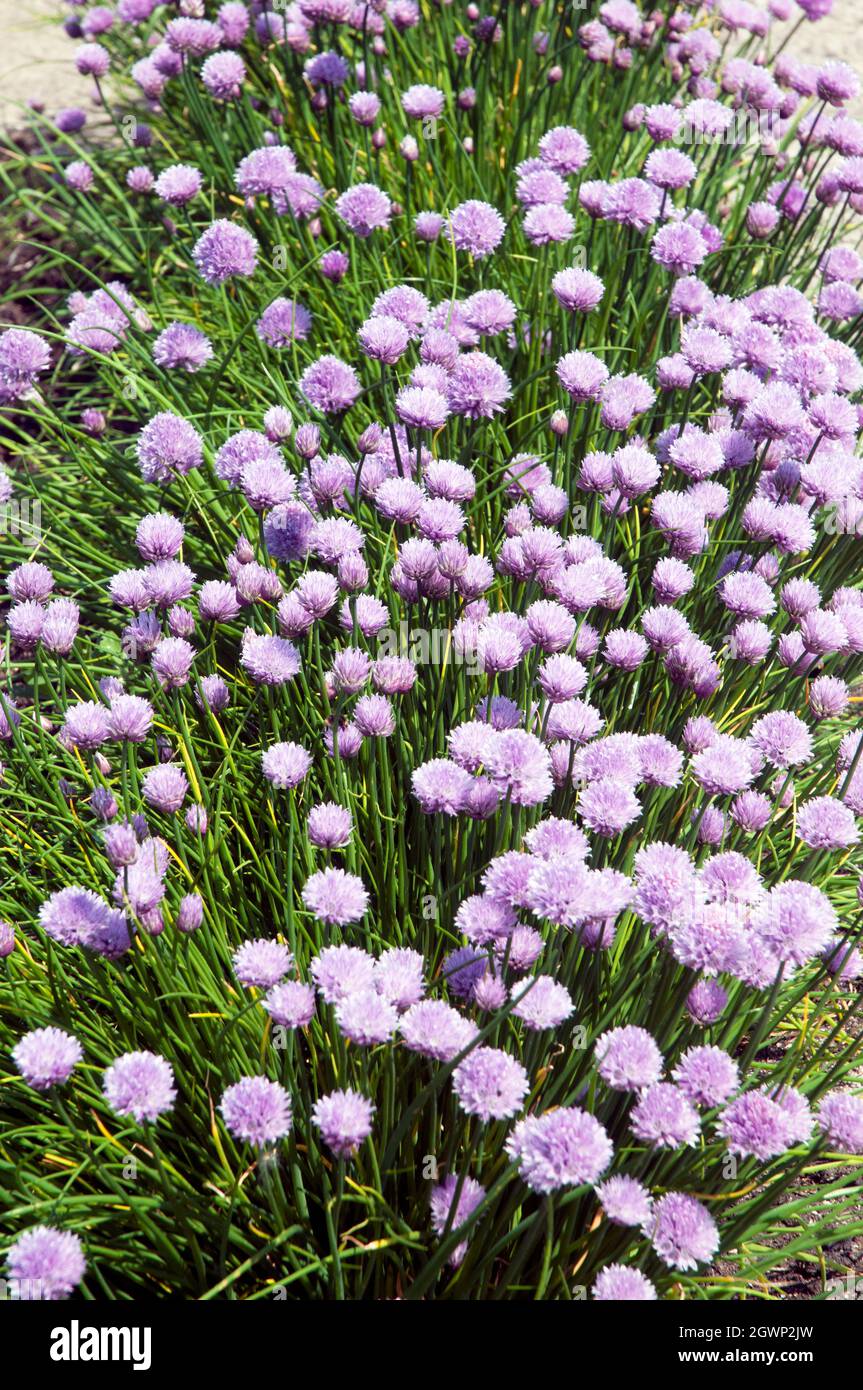 Armeria maritima a coastal plant that has pink flowers in spring and summer is an evergreen perennial good for borders also called Sea Pink and Thrift Stock Photo
