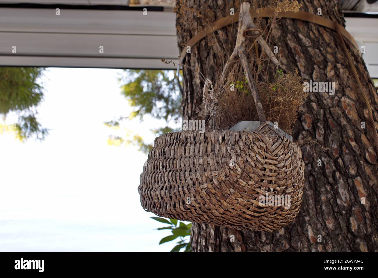 A wicker basket hanging on a tree trunk Stock Photo - Alamy