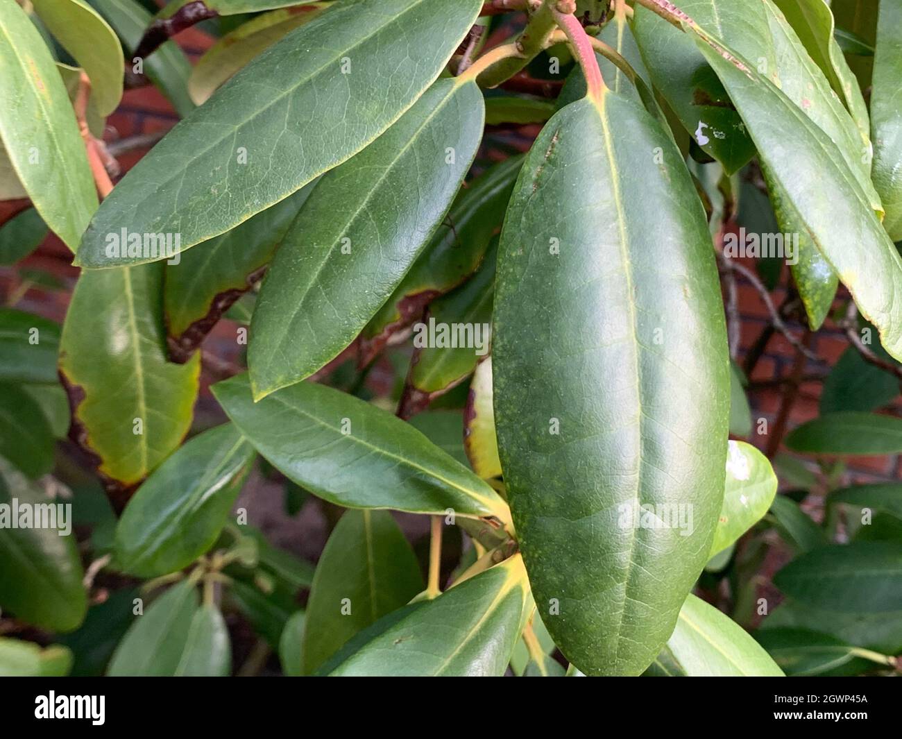 Close-up Of Fresh Green Leaves Growing, Plant Stock Photo