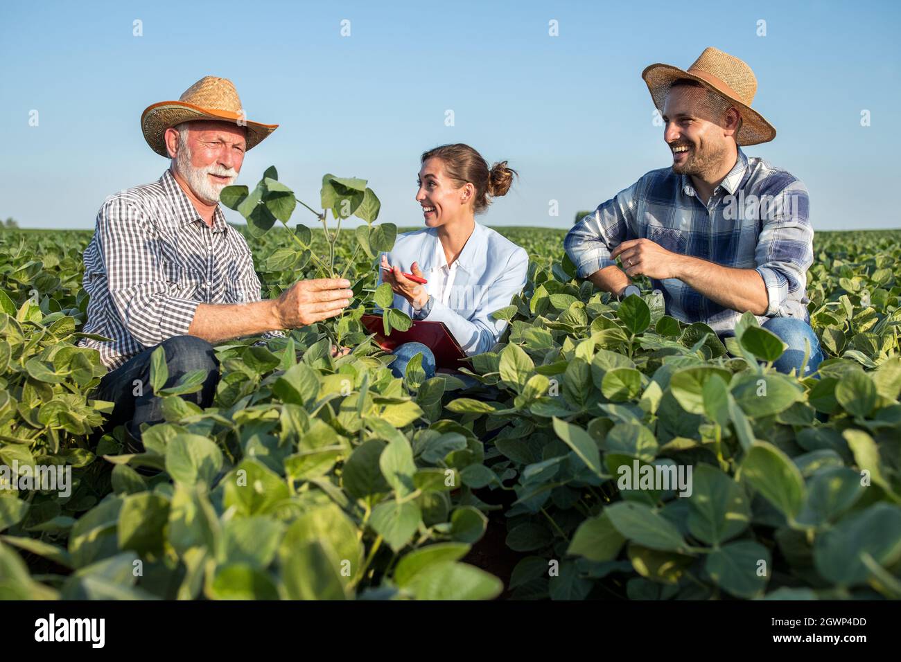 Female insurance sales rep touching root of soy plant smiilng. Two male farmers crouching in soy field explaining showing seedling to agronomist. Stock Photo
