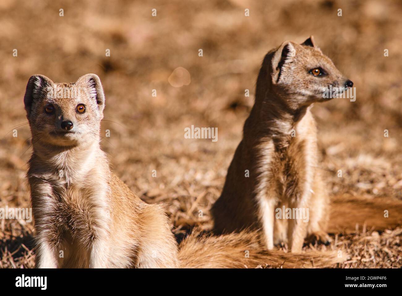 Two young Indian brown mongoose in their natural habitat Stock Photo Alamy