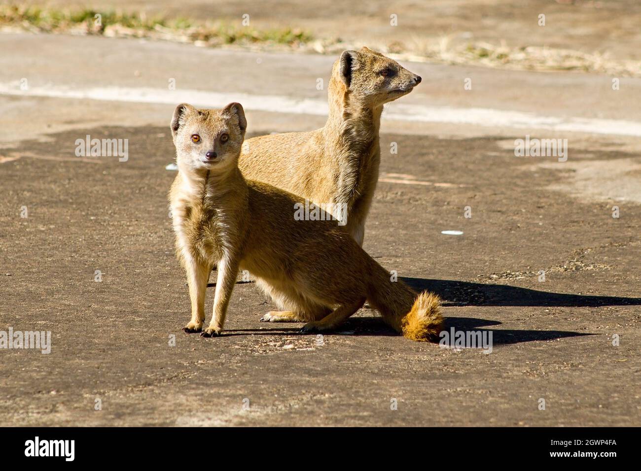 Two young Indian brown mongoose in their natural habitat Stock Photo Alamy