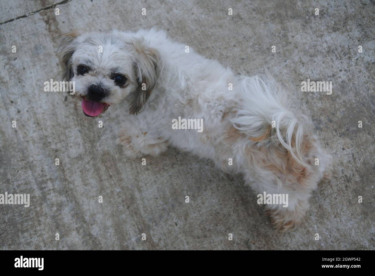 Border collie dog hi-res stock photography - Alamy