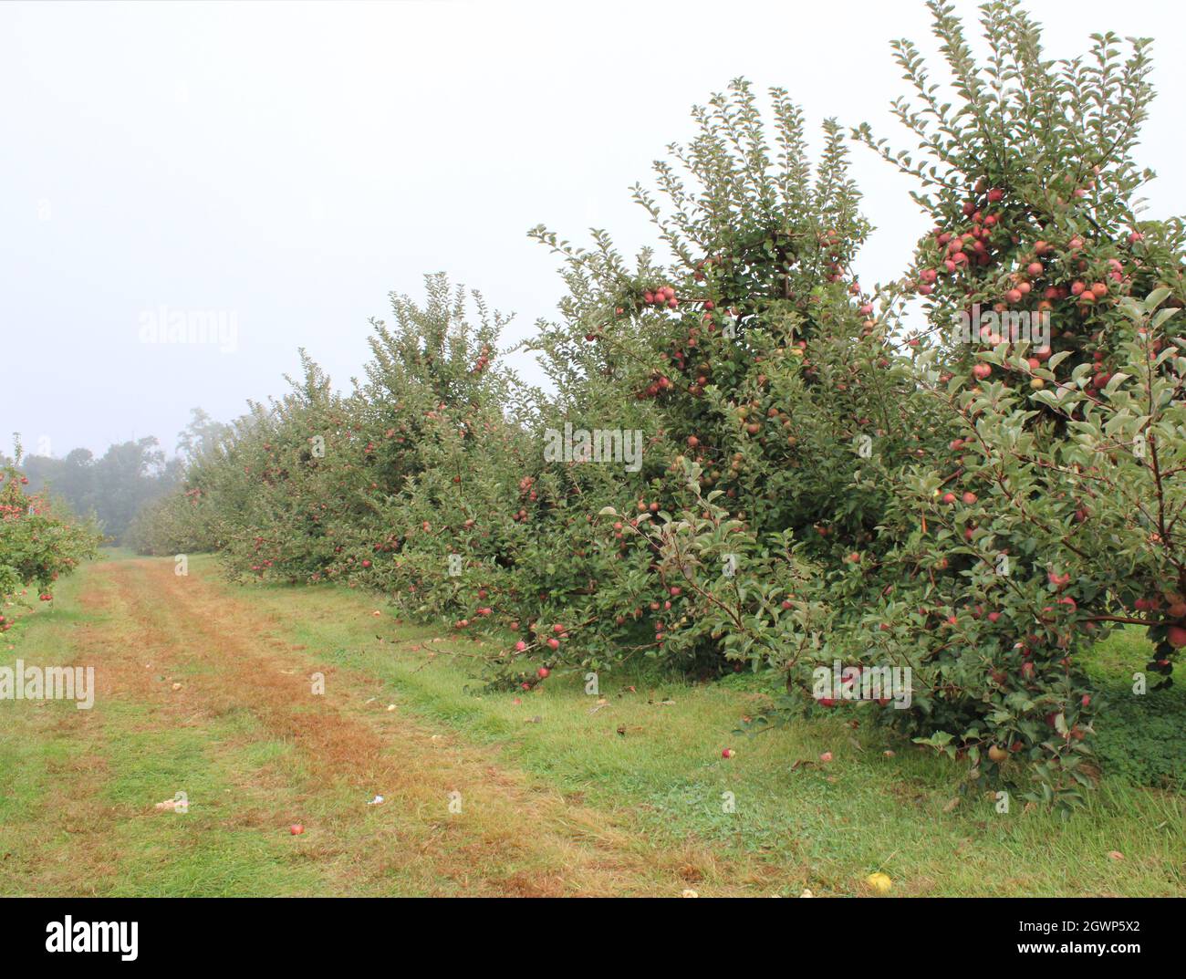 A Row of Stayman Winesap Apple Trees Stock Photo