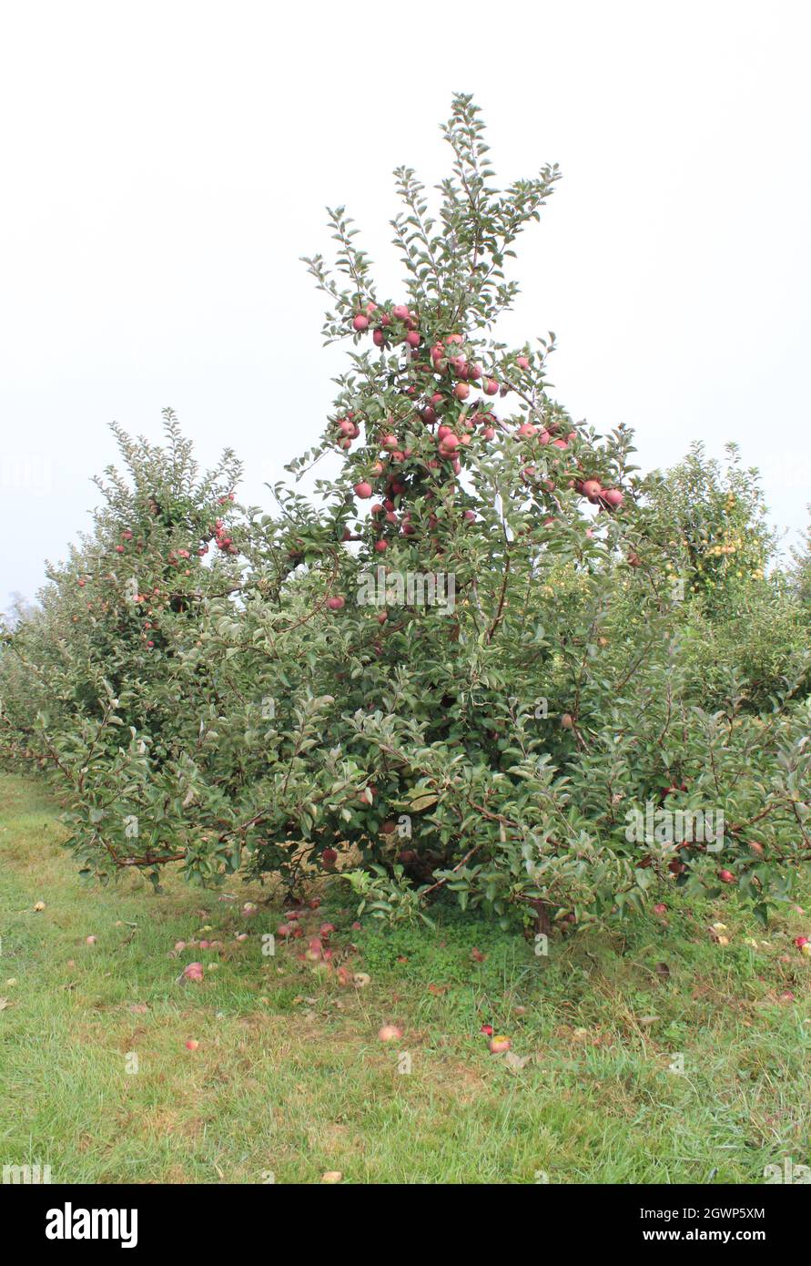 A Stayman Winesap Apple Tree Stock Photo