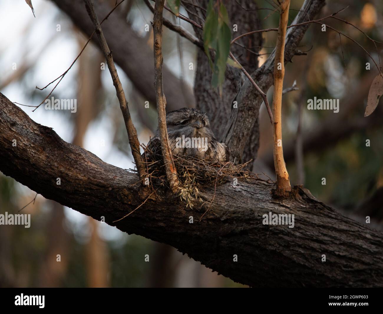 Tawny Frogmouth nesting on top of its chicks. Stock Photo