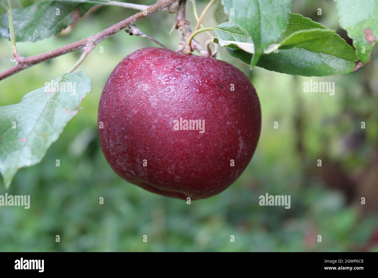 A Ripe Jonathan Apple Covered in Morning Dew Stock Photo