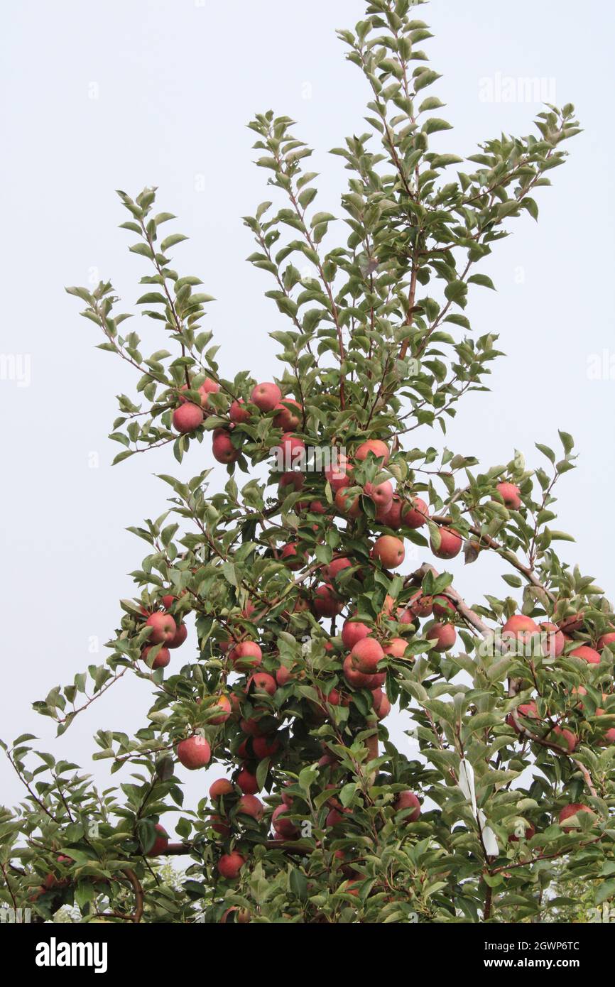 Ripe Stayman Winesap Apples on a Tree Stock Photo