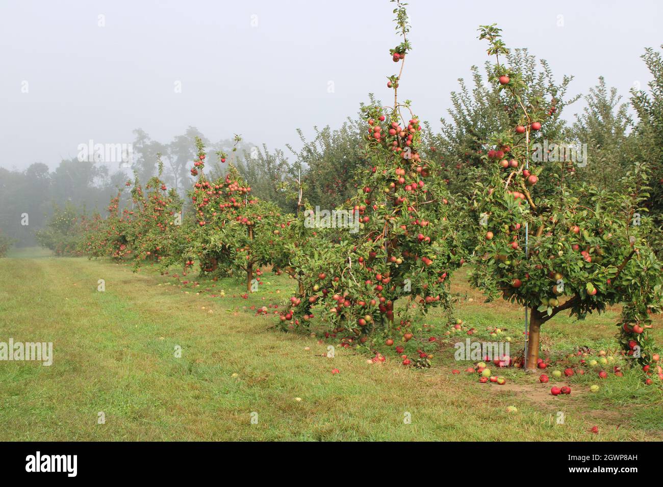 Rome apple hires stock photography and images Alamy