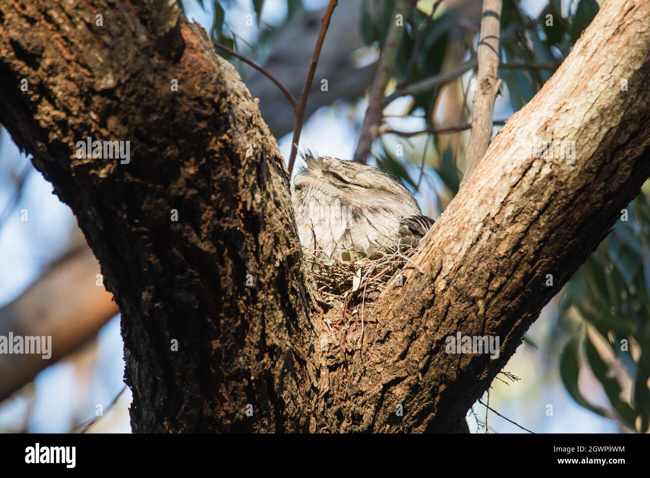 Tawny Frogmouth nesting on top of its chicks. Stock Photo
