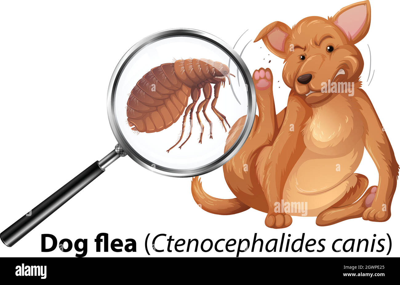 Dog with flea magnified Stock Vector