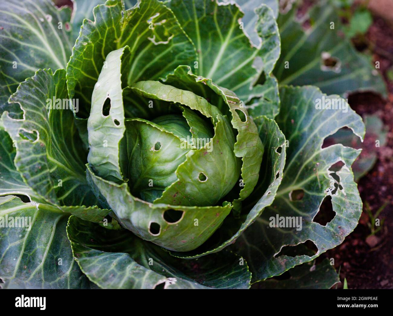 Worm damaged hi-res stock photography and images - Alamy