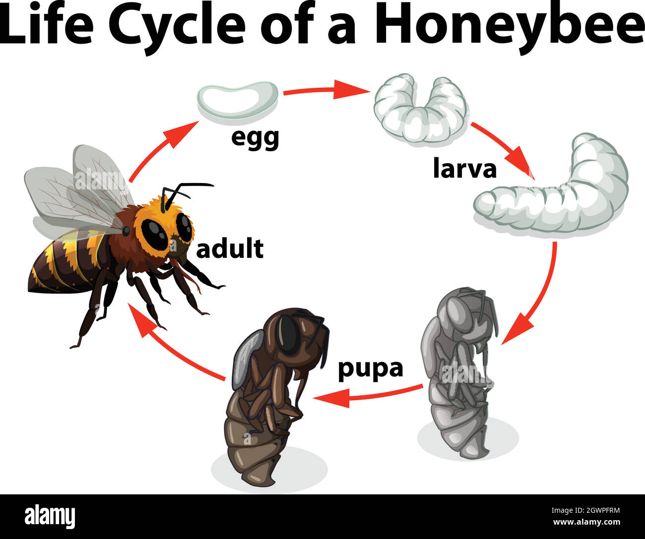 Life Cycle of A Honeybee Stock Vector
