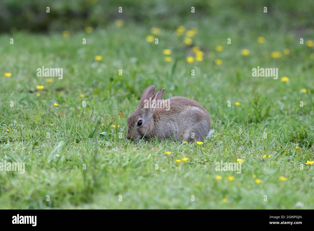 British bunny hi-res stock photography and images - Alamy