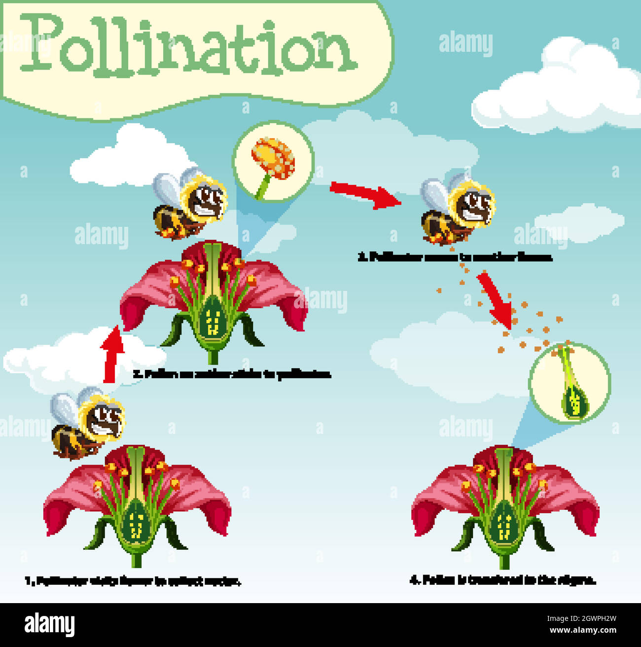 Pollination Cycle Diagram Diagram Showing Pollination With Bee And Flowers 2GWPH2W
