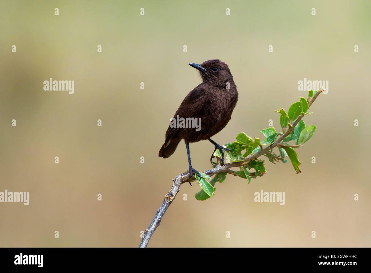 Northern Anteater-chat - Myrmecocichla aethiops dark bird in Muscicapidae on the branch, lives in dry savanna, subtropical or tropical dry lowland gra Stock Photo