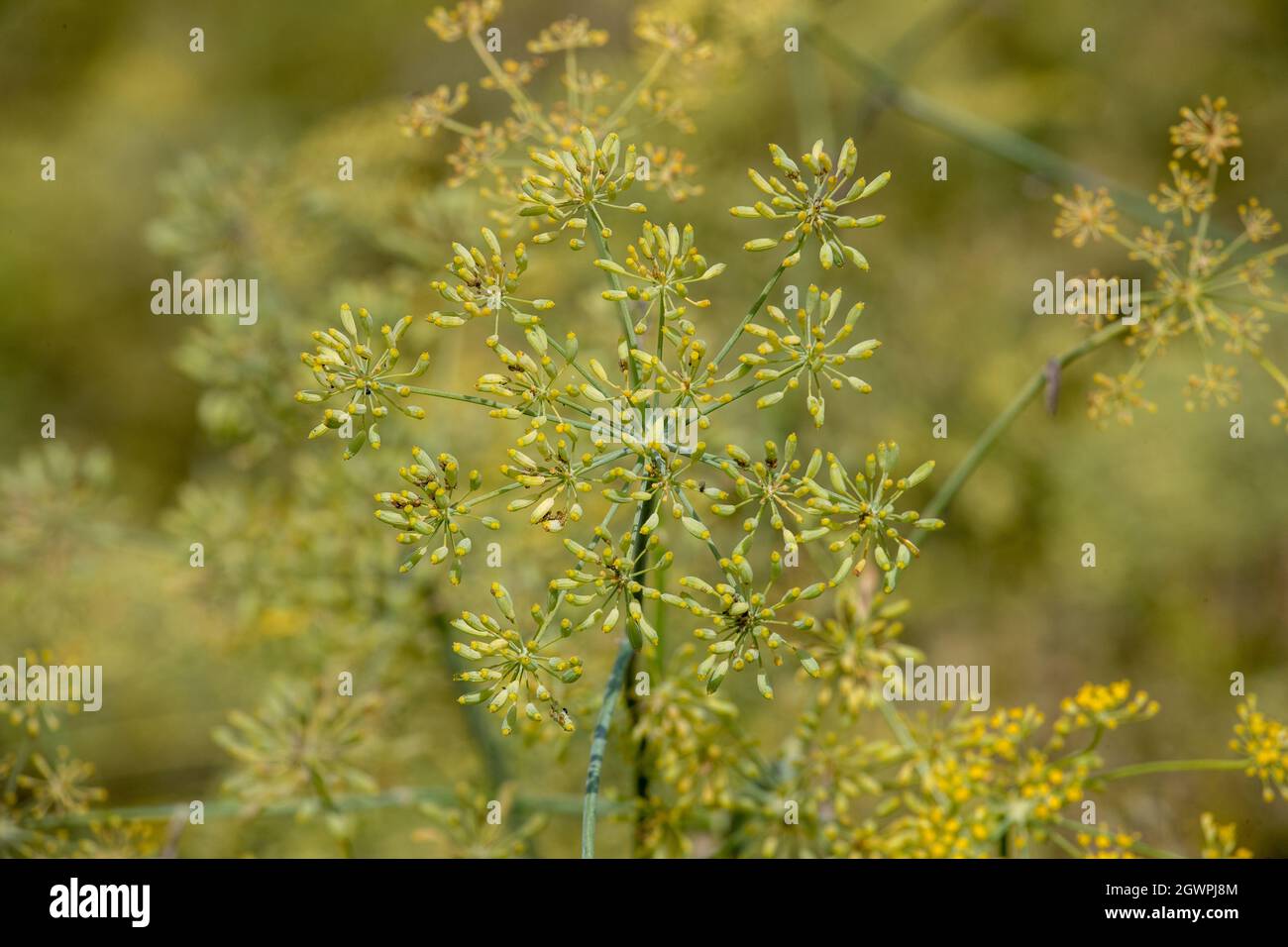 Close up of yellow plant pimpinella anisum in garden Stock Photo