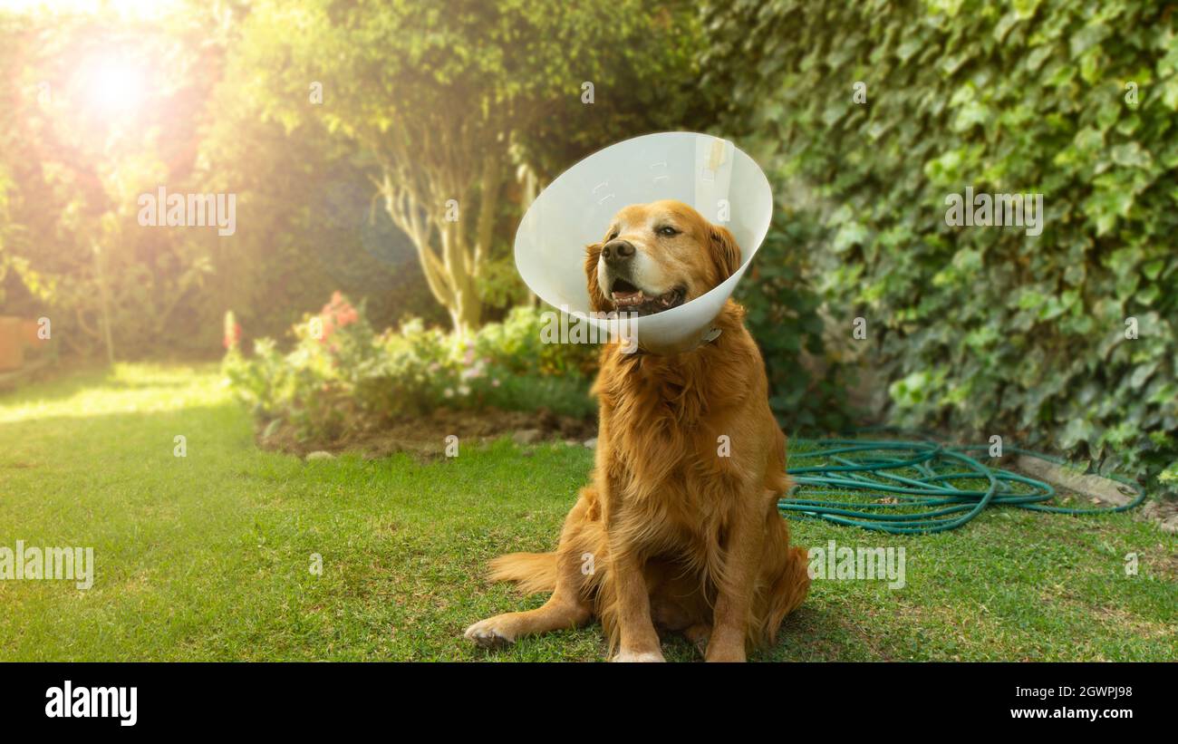 Golden retriever dog portrait hires stock photography and images Alamy
