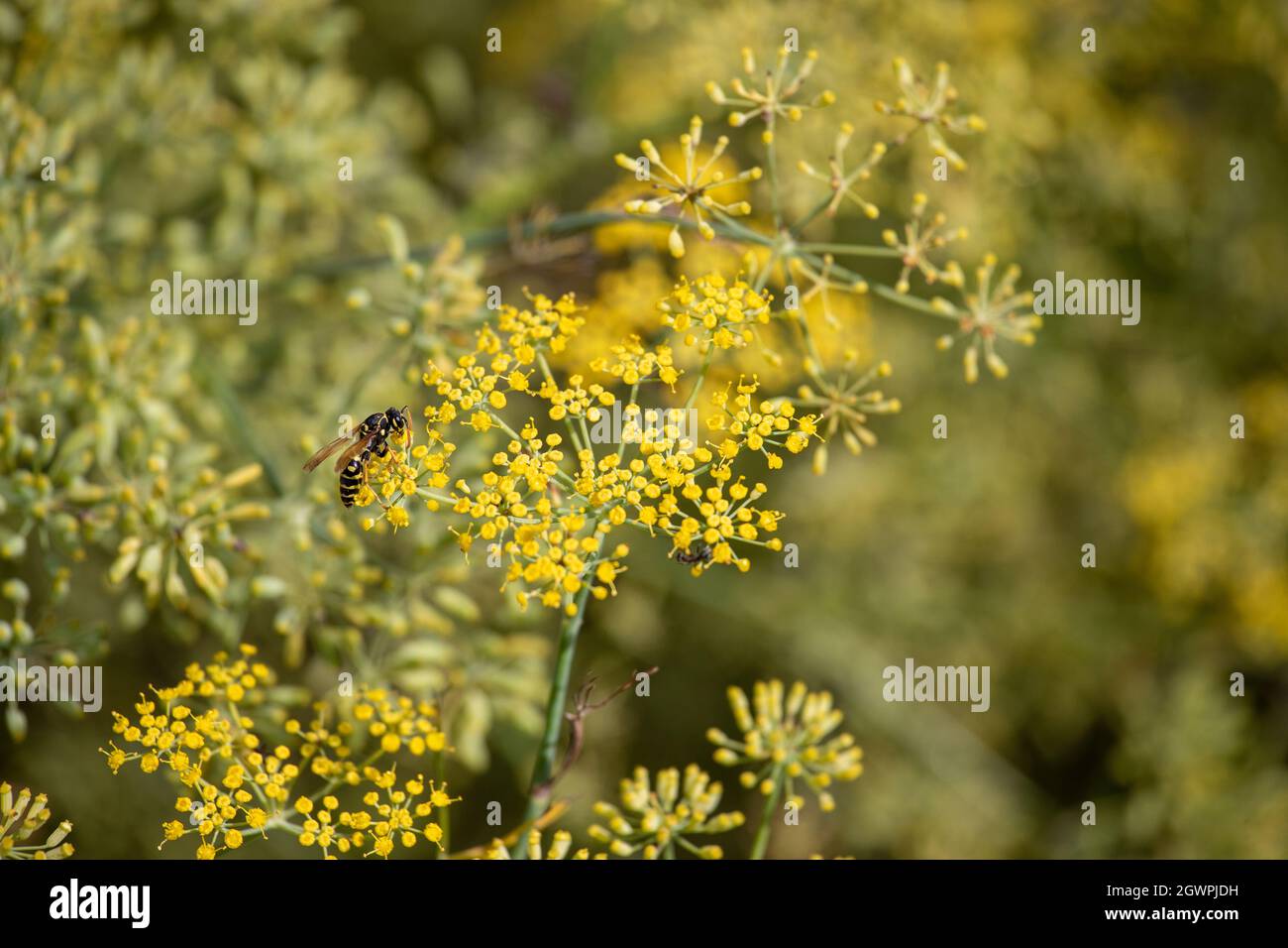 Close up of wasp standing on pimpinella anisum flowers in field Stock Photo