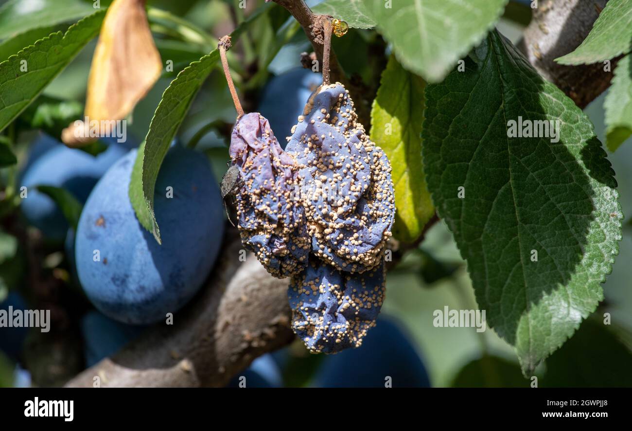Close up of plums fruit with fungal disease (Monilia cinerea) hanging on tree Stock Photo