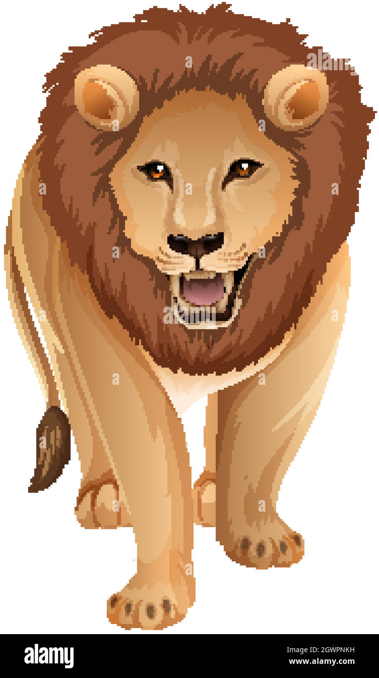Front of adult lion in standing position on white background Stock Vector