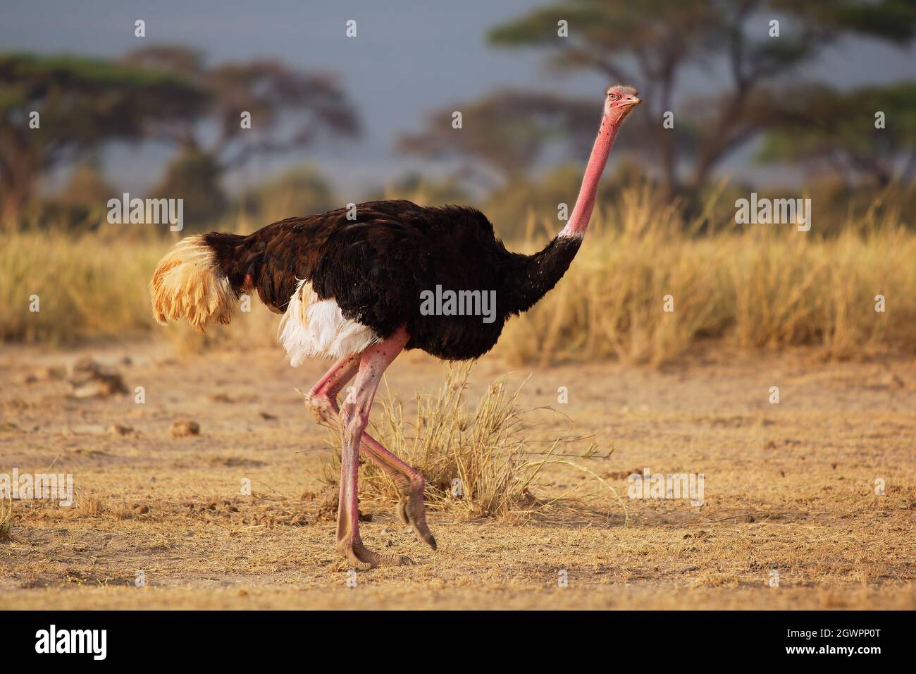 Common Ostrich - Struthio camelus is a species of flightless bird native to large areas of Africa , the largest living bird, long strong red legs, lon Stock Photo