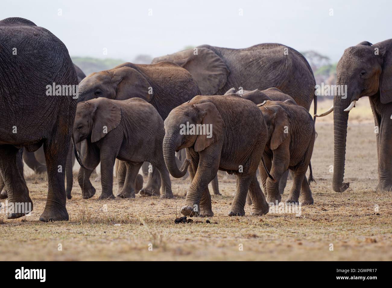 African Bush Elephant - Loxodonta africana big herd of elephants with cubs walking in dusty dry savannah, Amboseli NP in Kenya Africa. Stock Photo