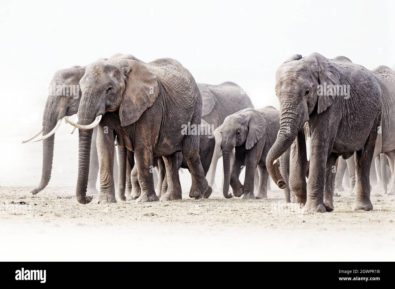 African Bush Elephant - Loxodonta africana big herd of elephants with cubs walking in dusty dry savannah, contrast near to black and white picture, Ke Stock Photo