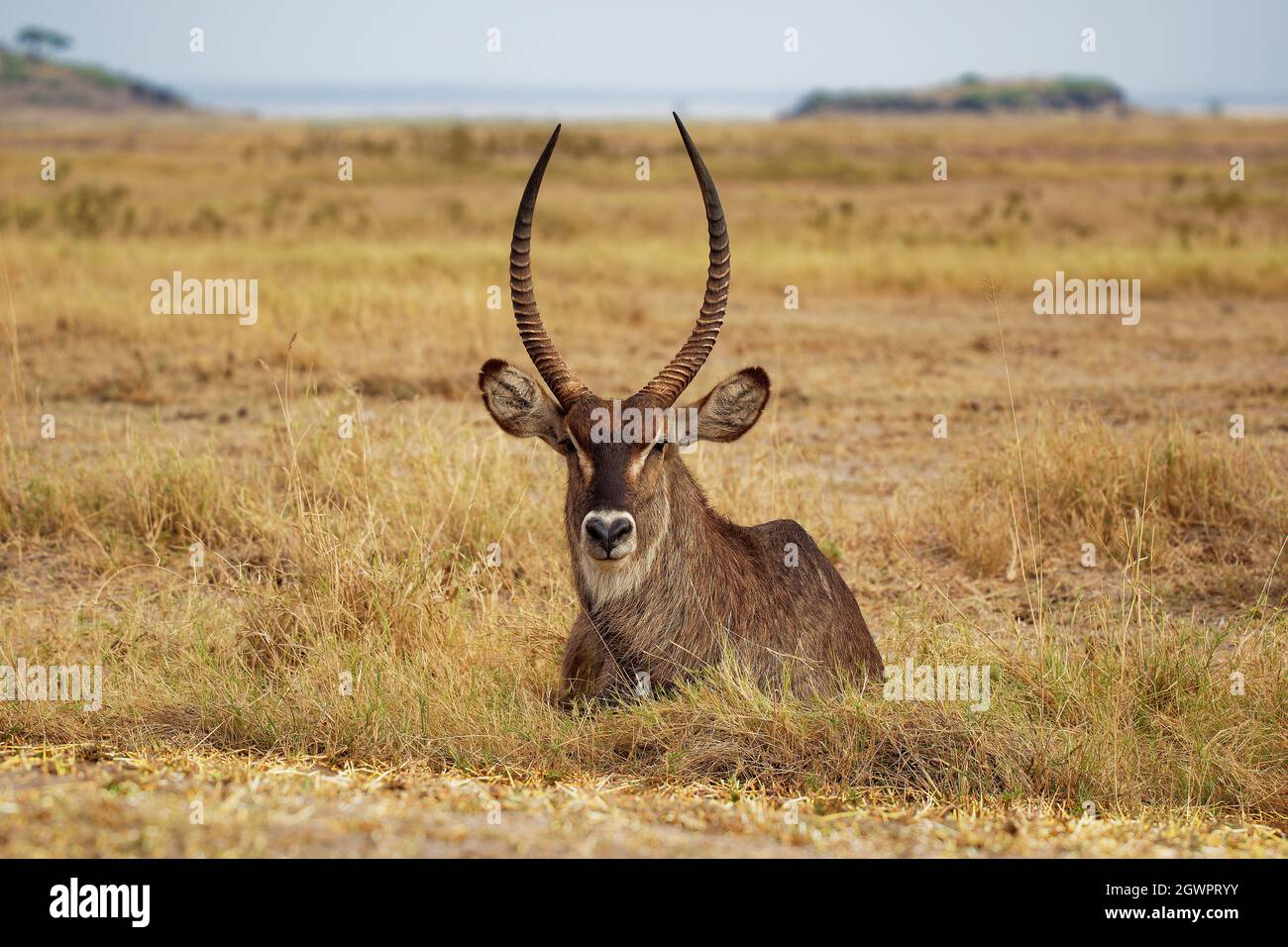 Common Waterbuck - Kobus ellipsiprymnus lying large horned antelope found widely in sub-Saharan Africa, placed in family Bovidae, face to face view, s Stock Photo