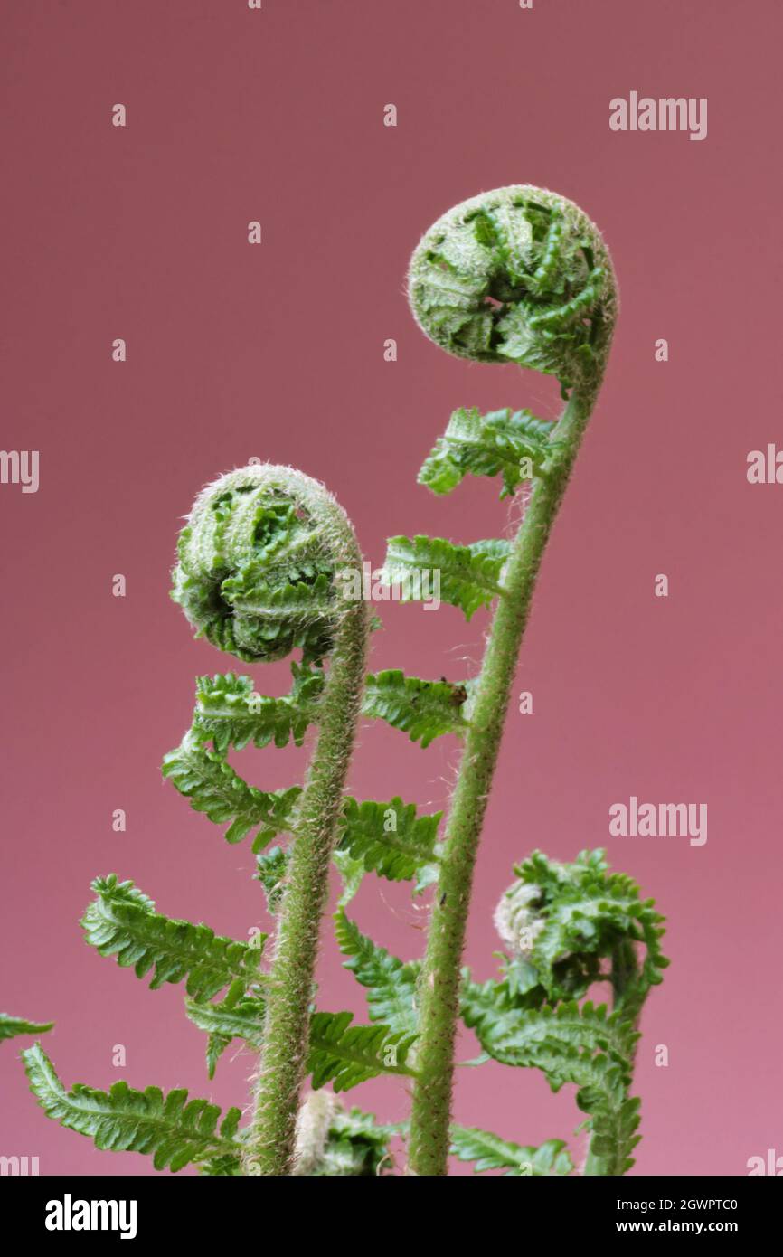 Two fern leaves hi-res stock photography and images - Alamy