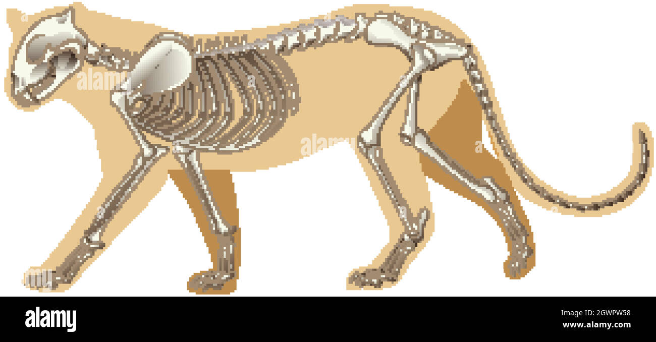 Outline drawing of leopard with skeletons Stock Vector