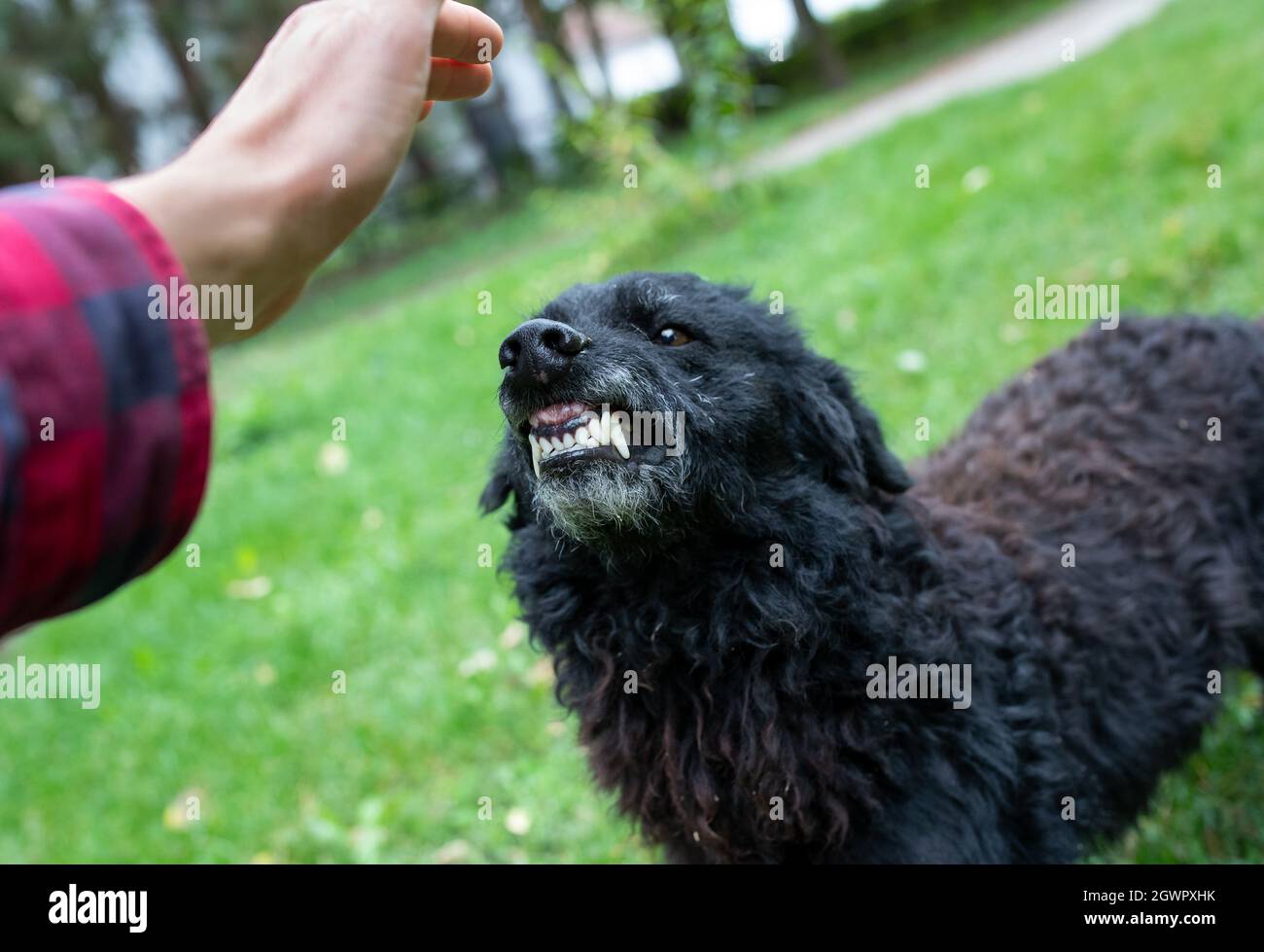 Close up of insecure dog showing teeth to stranger who approaching with hand to animal outside Stock Photo