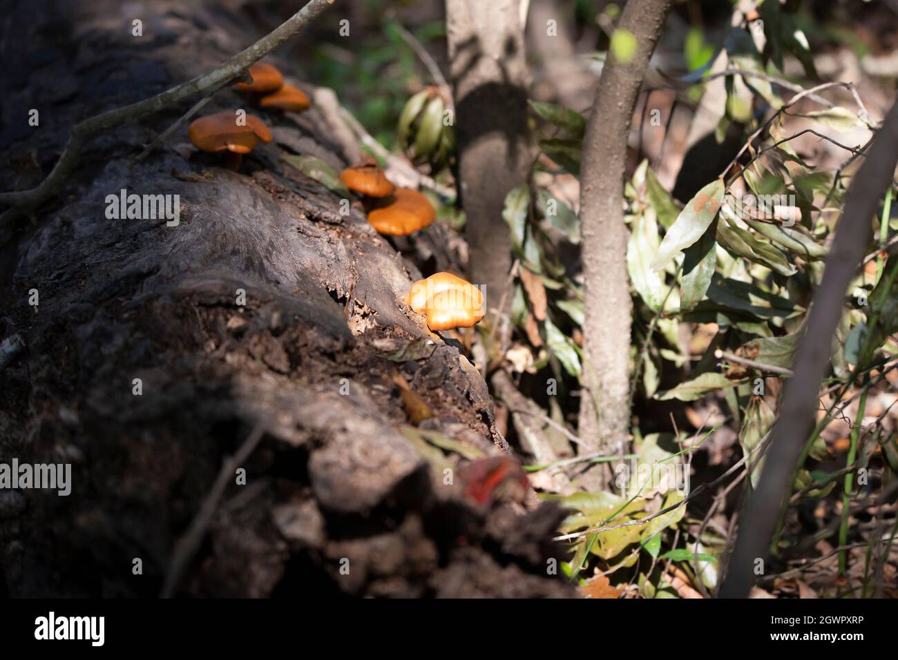 Orange mushrooms growing from a fallen tree log Stock Photo - Alamy