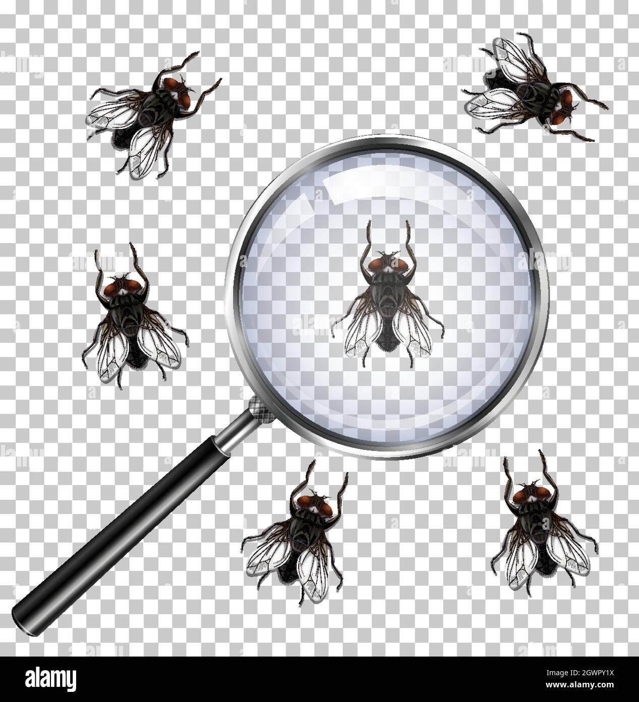 Fly insects with magnifying glass isolated on transparent Stock Vector