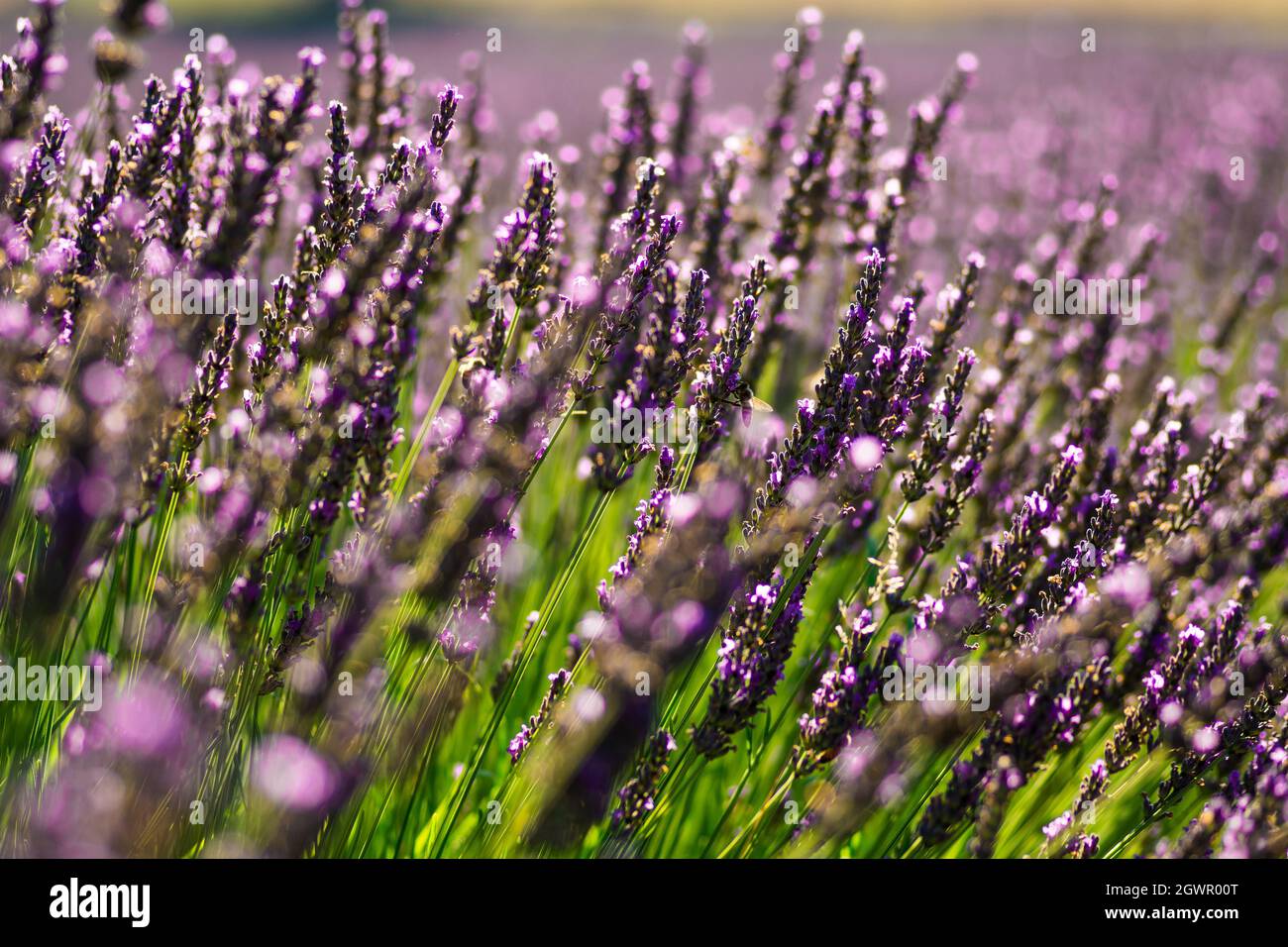 Italy, July 2021 - Wonderful And Relaxing View Of A Lavender Field With Its Purple Flowers Stock Photo