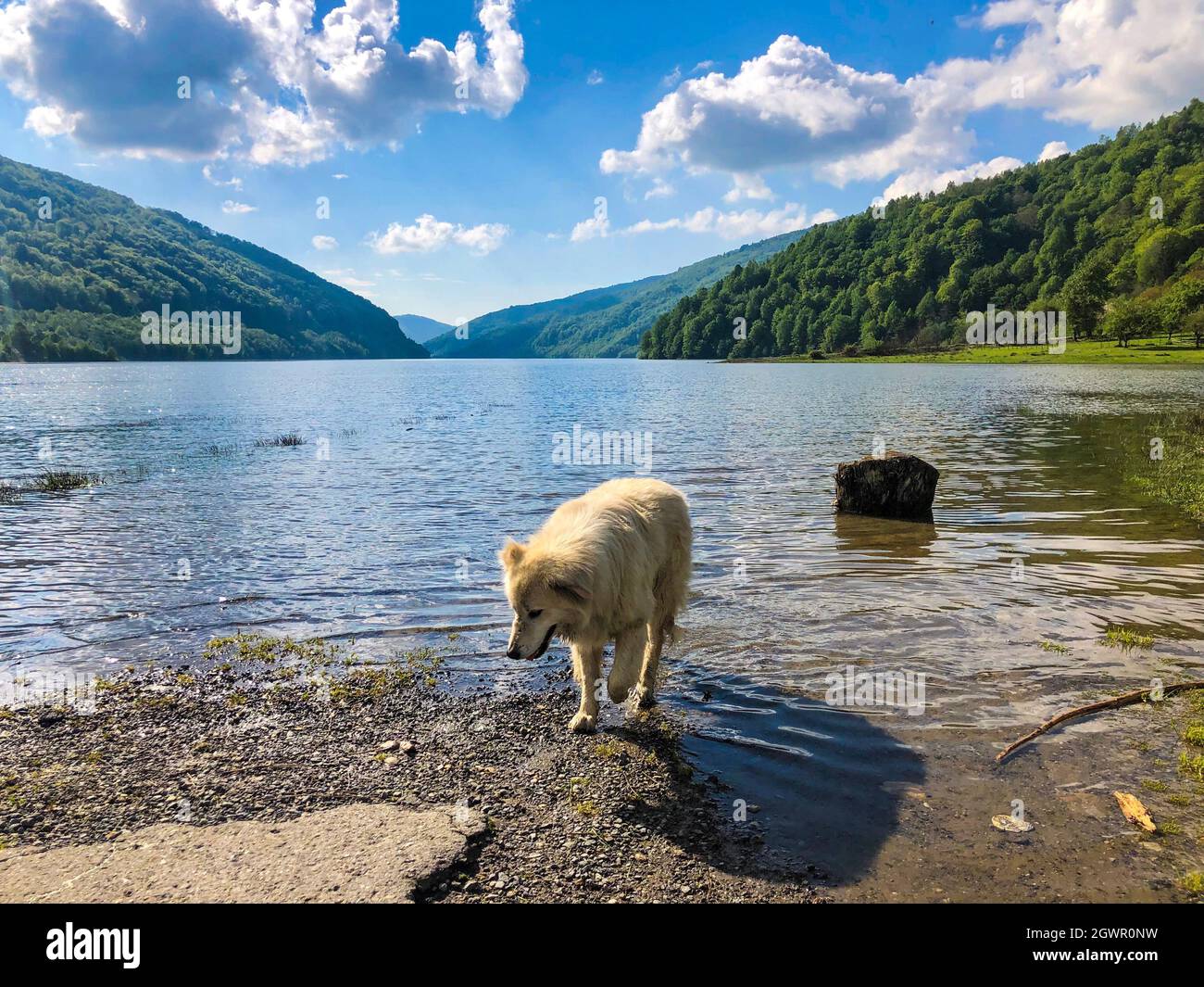 Big White Dog Standing Near The Lake In An Idyllic Location Stock Photo