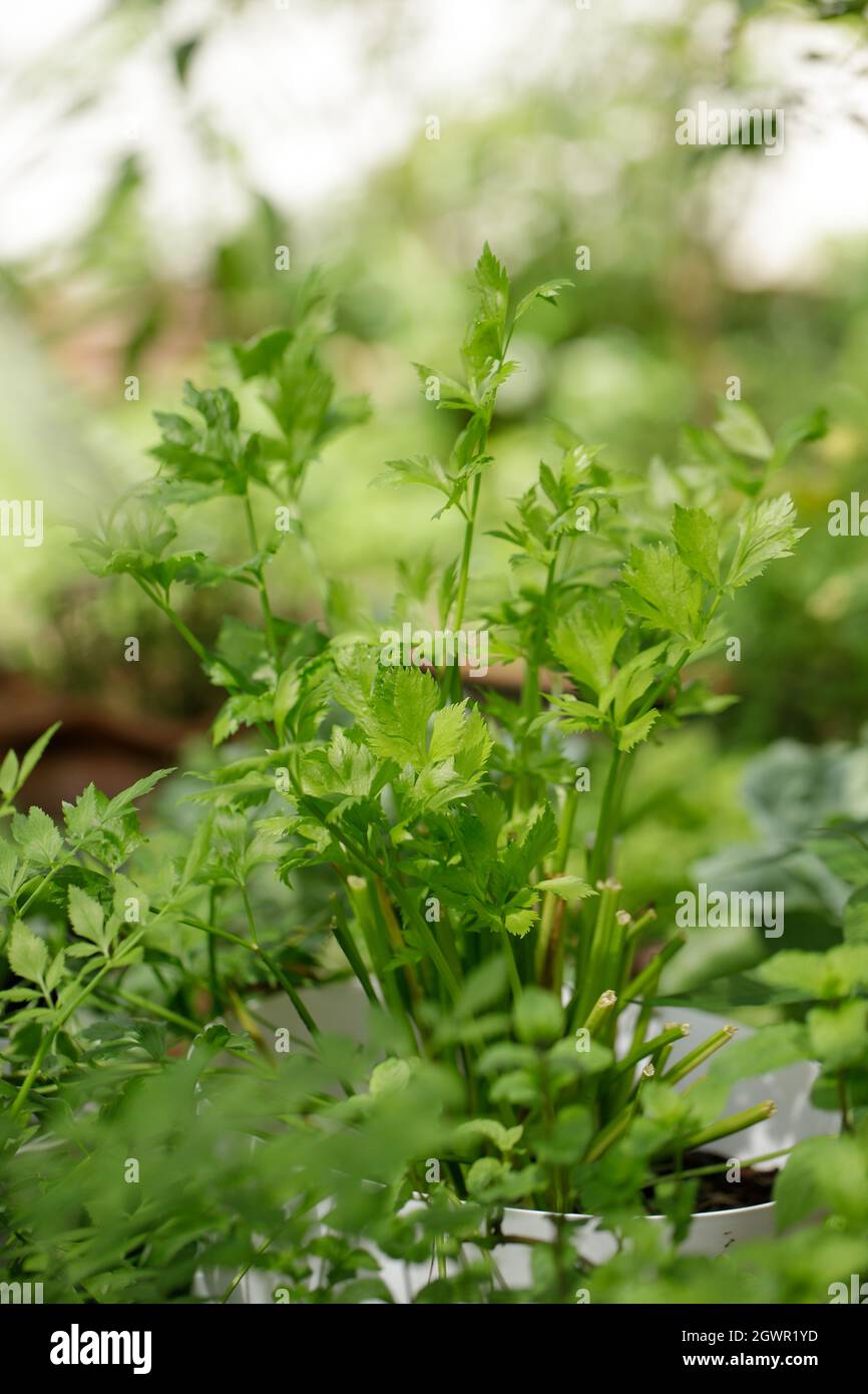 Celery as a tree hi-res stock photography and images - Alamy