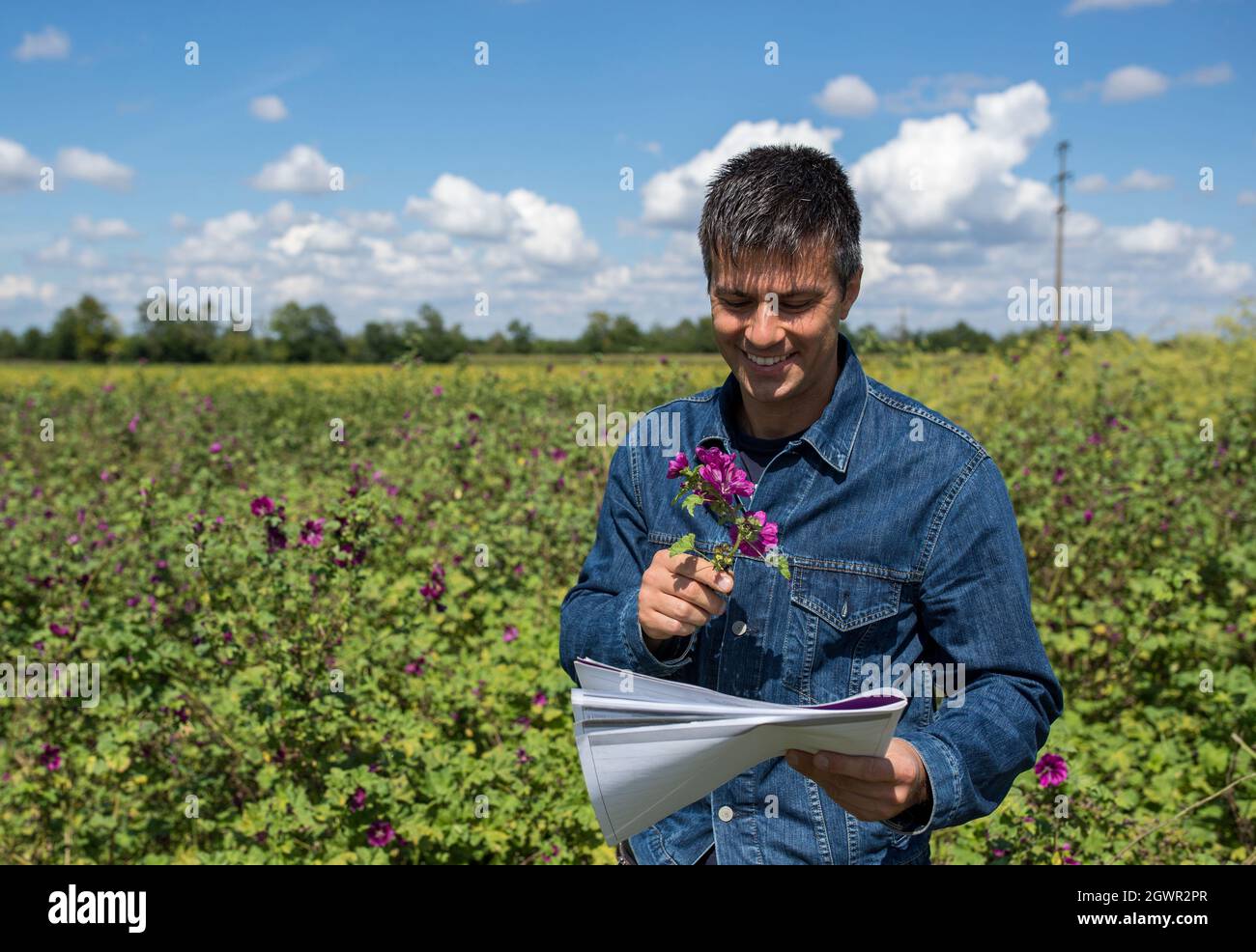Handsome farmer monitoring high mallow plants in feld. Male agronomist holding tall mallow branch checking smiling outdoors in early autumn. Stock Photo