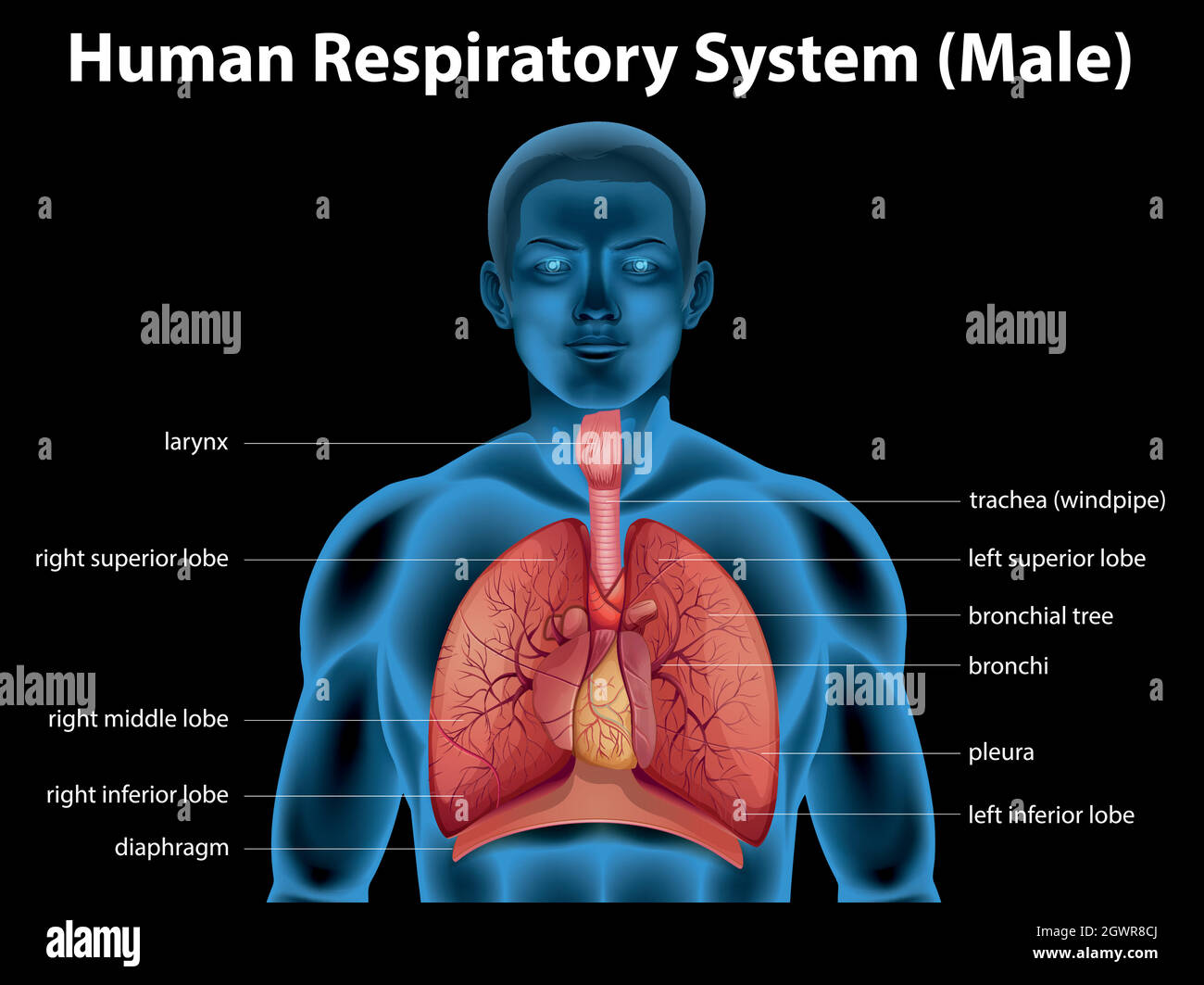 diagram of the respiratory system and functions