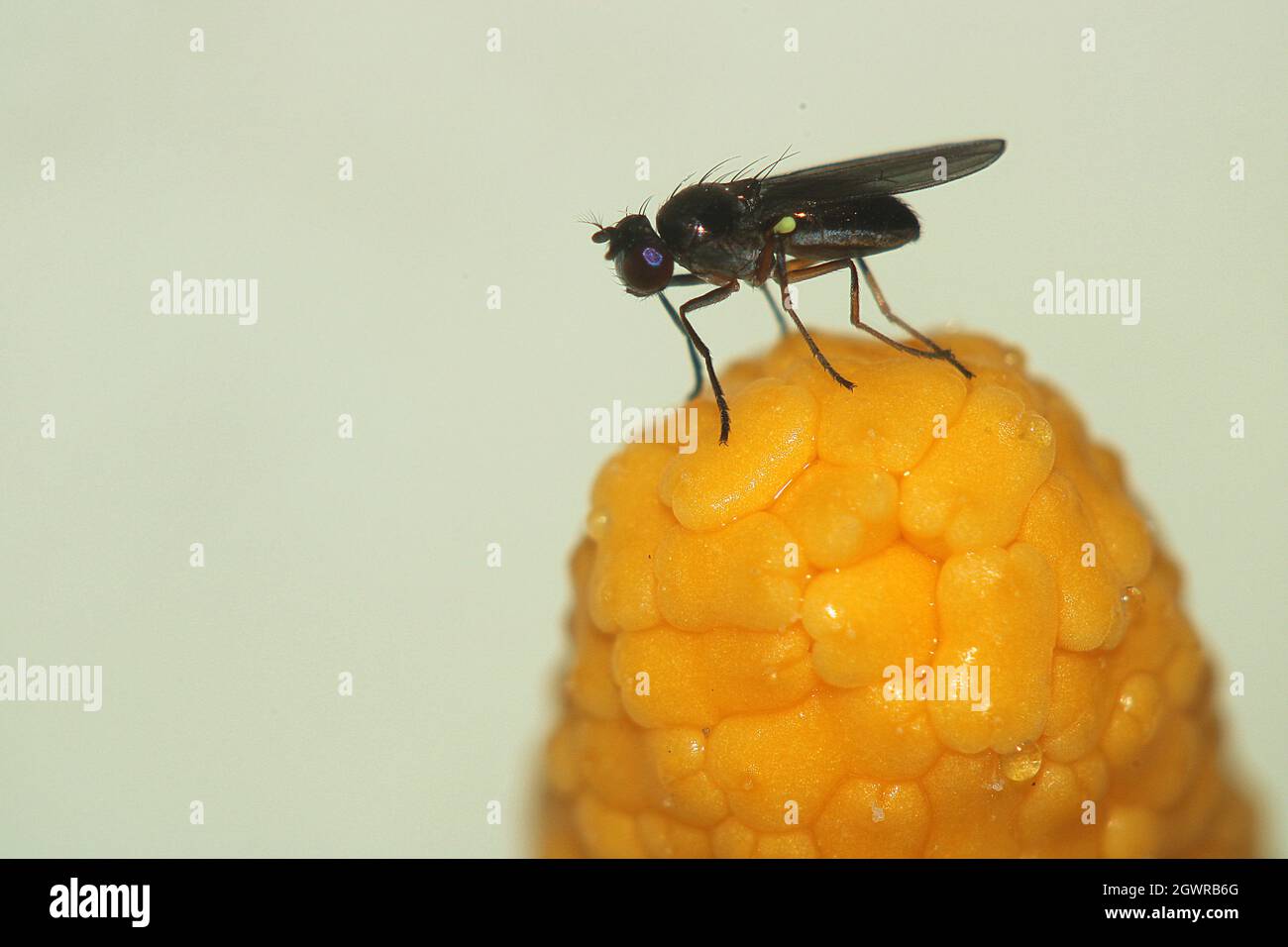 Small black fly on Arum lilly stamen Stock Photo