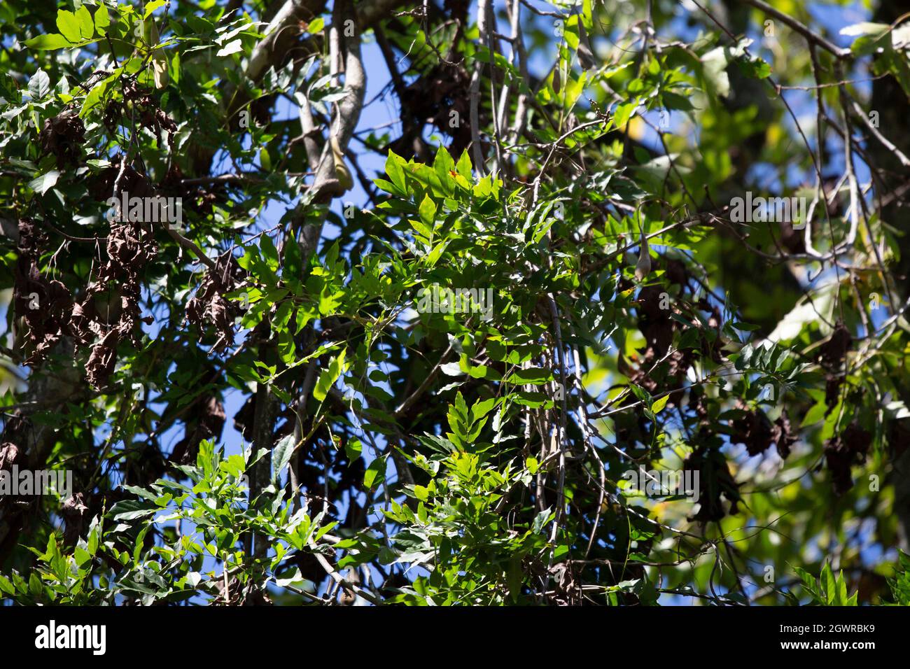 Healthy green leaves on a tree on a bright blue day stock photo alamy