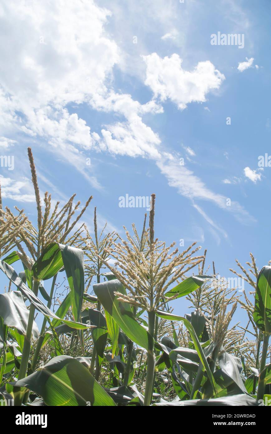 Rows of sweet corn hires stock photography and images Alamy