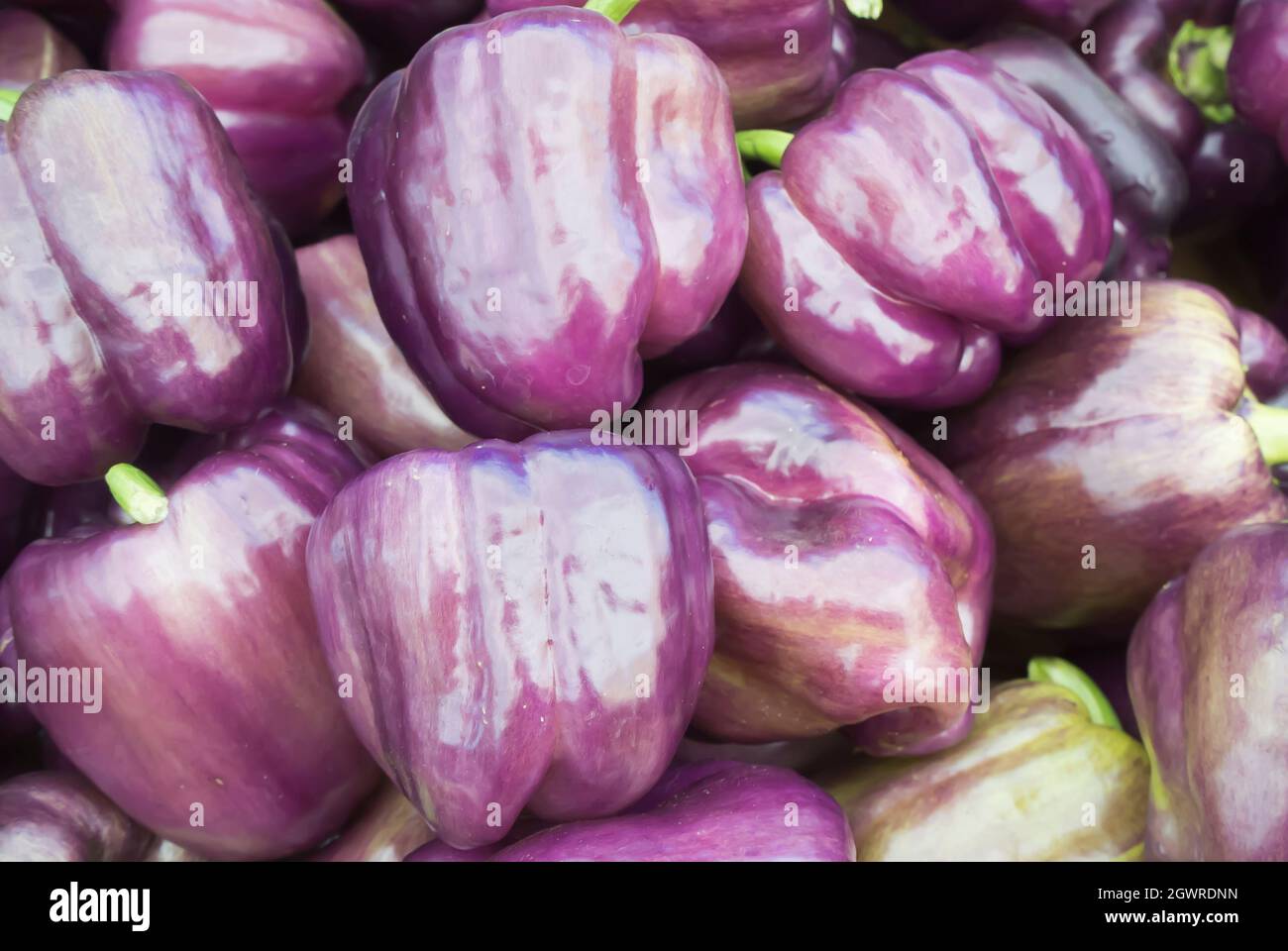 Close-Up  -  Purple Bell Peppers Stock Photo