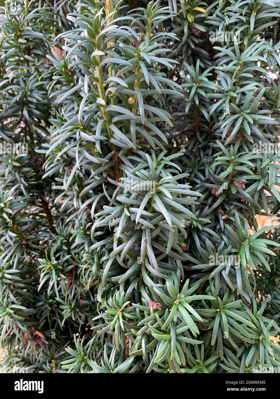 English Yew, Taxus Baccata, Is A Medium-sized Evergreen Tree. Stock Photo