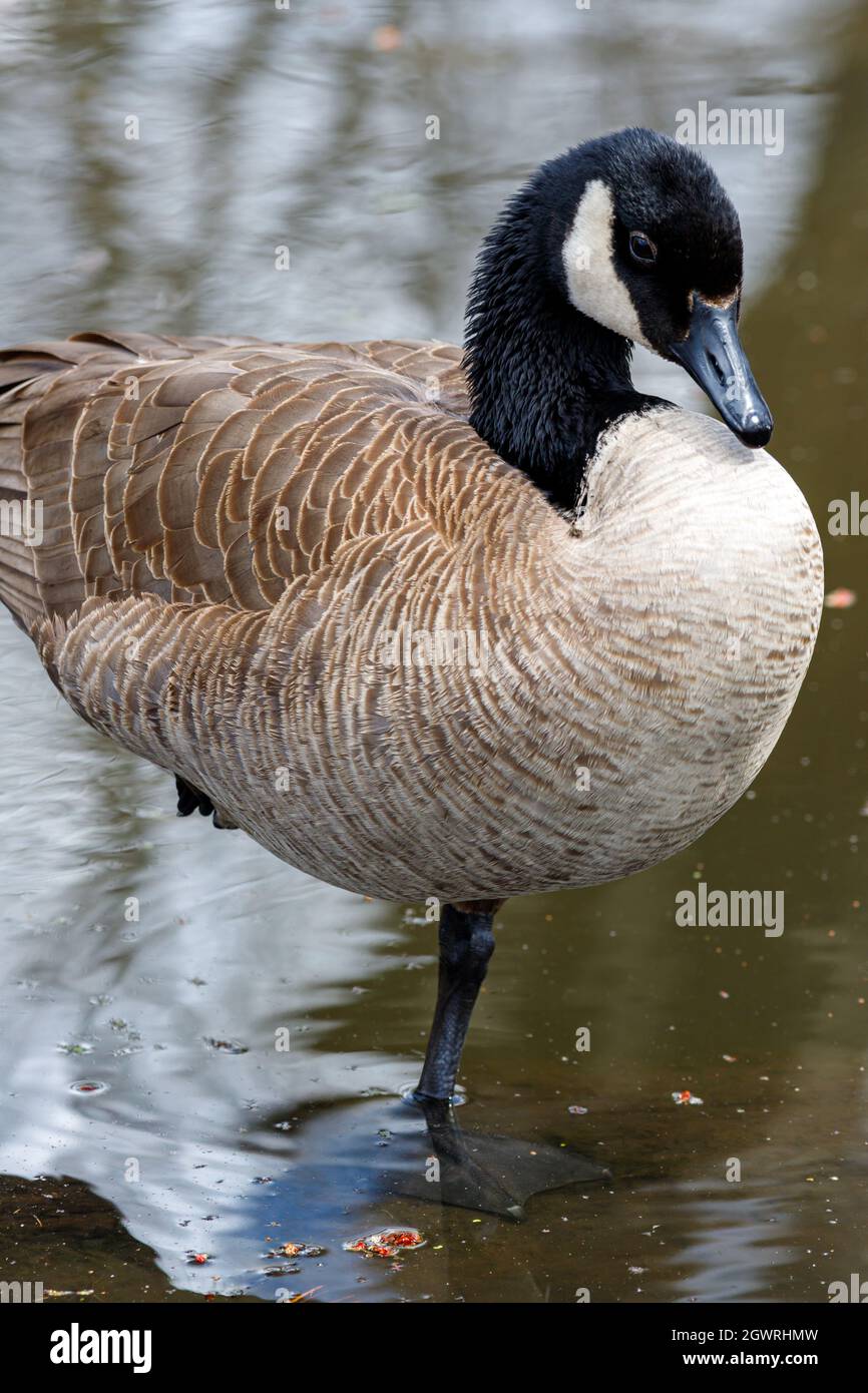Canada goose standing on one hi-res stock photography and images - Alamy