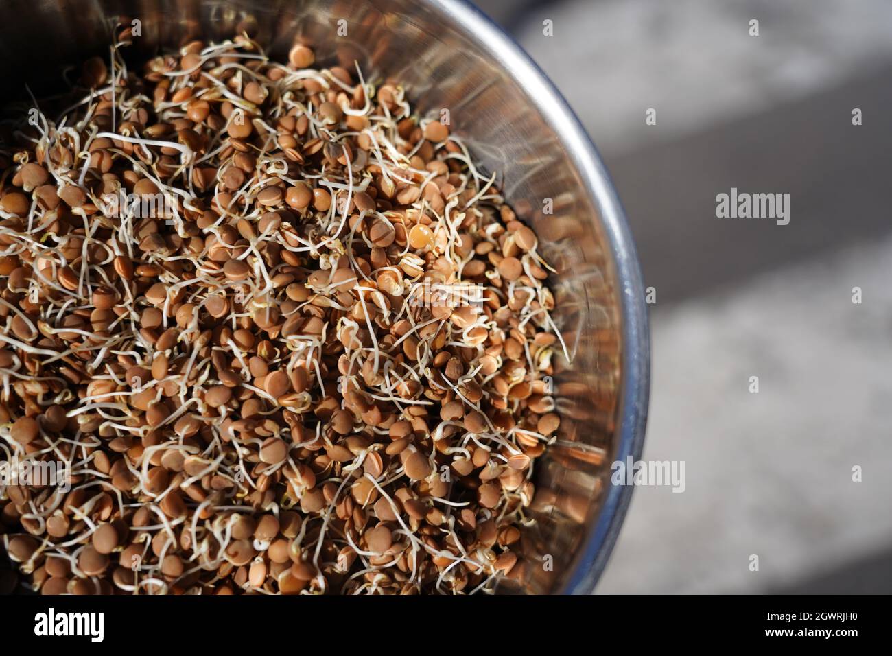 Germinated, Sprouted Lentils, Legumes Stock Photo