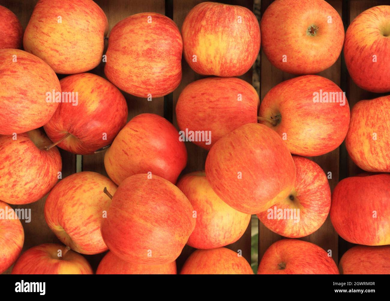 Apple 'Gala', from Chile, apples, variety, fruit, farm shop display, healthy eating Stock Photo
