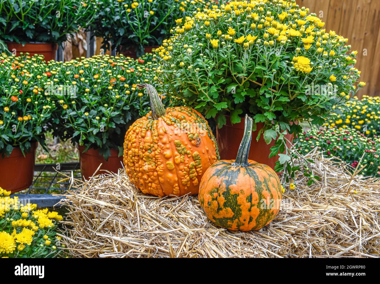Fall scene with autumnl mums, hay bales, and knucklehead pumpkins. Closeup. Stock Photo