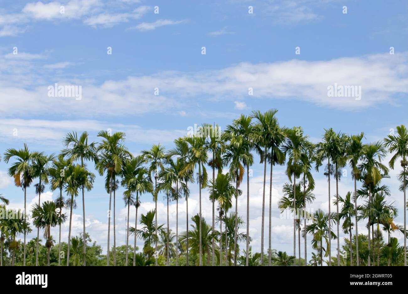 Areca Palm Nuts High Resolution Stock Photography and Images - Alamy